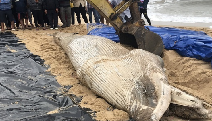 Xử lý xác cá voi nặng 1 tấn dạt biển Quảng Bình